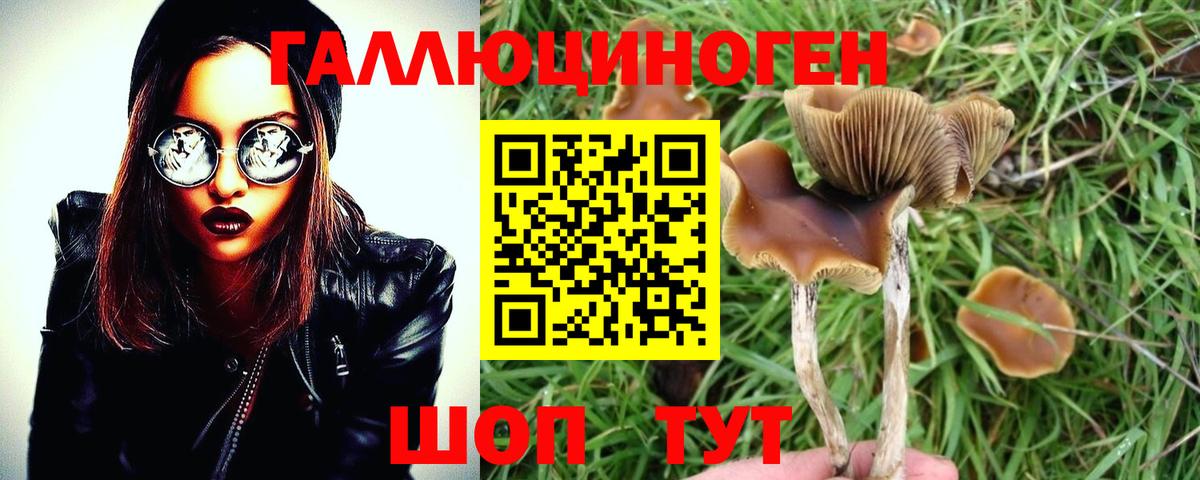 Псилоцибиновые грибы Psilocybe Красноперекопск